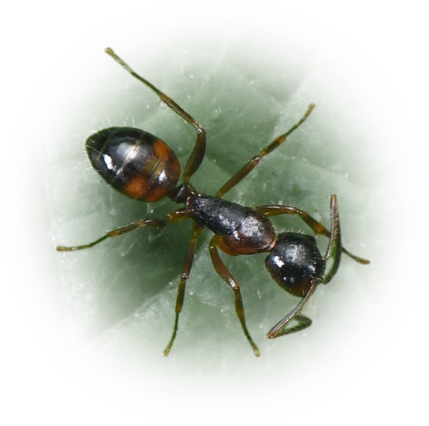 Scientific illustration of Camponotus nipponensis ant - showing key identification features including head, thorax, and gaster.