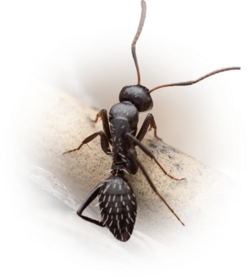 Scientific illustration of Camponotus niveosetosus (Hairy Sugar Ant) - showing key identification features including head, thorax, and gaster.