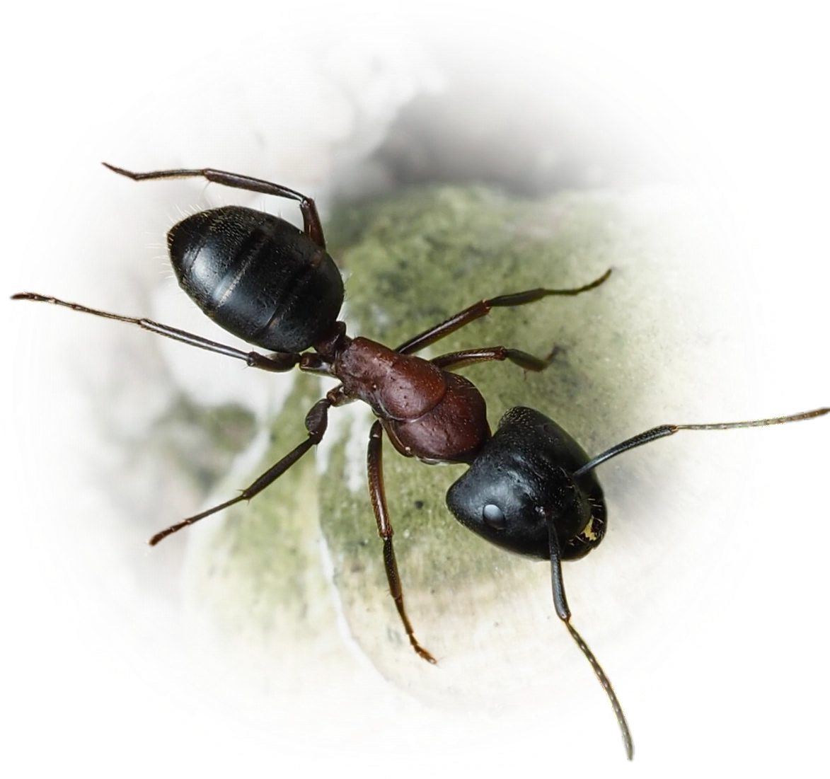 Scientific illustration of Camponotus novaeboracensis (New York Carpenter Ant) - showing key identification features including head, thorax, and gaster.