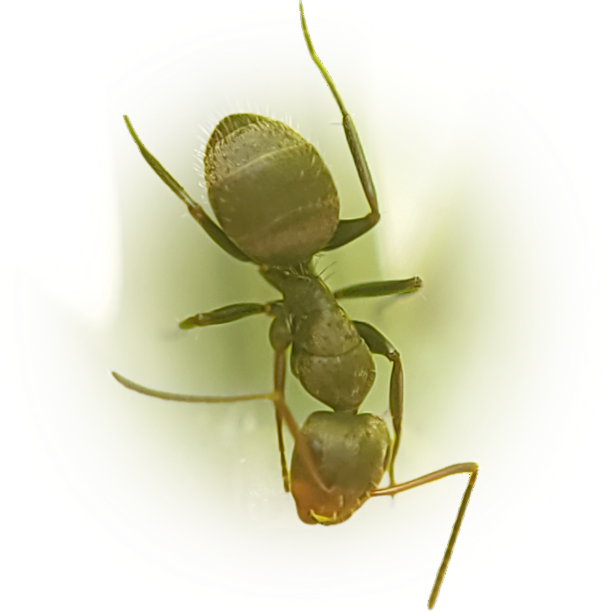 Scientific illustration of Camponotus novogranadensis (Black Compact Carpenter Ant) - showing key identification features including head, thorax, and gaster.