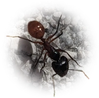 Scientific illustration of Camponotus ocreatus ant - showing key identification features including head, thorax, and gaster.