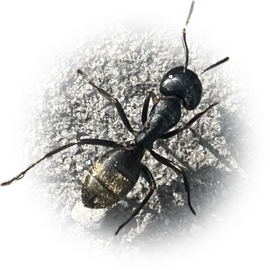 Scientific illustration of Camponotus pennsylvanicus (Eastern Black Carpenter Ant) - showing key identification features including head, thorax, and gaster.