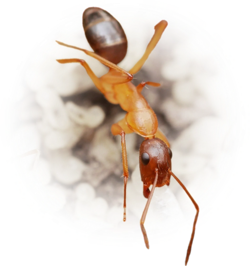 Scientific illustration of Camponotus pilicornis ant - showing key identification features including head, thorax, and gaster.