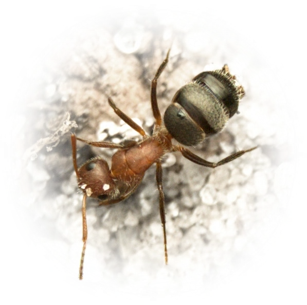 Scientific illustration of Camponotus planatus (Compact Carpenter Ant) - showing key identification features including head, thorax, and gaster.