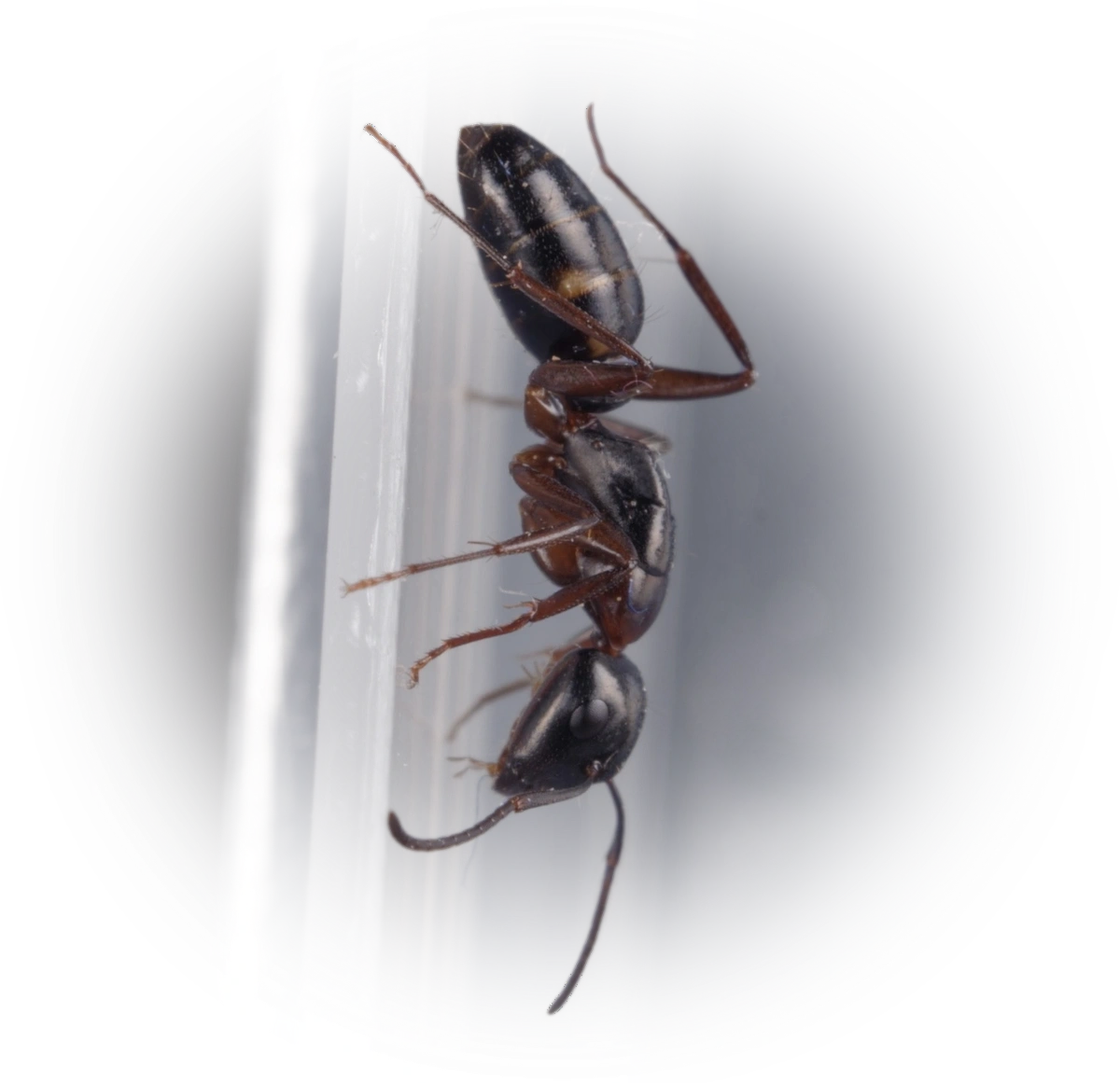 Scientific illustration of Camponotus quadrinotatus (Four-spotted Carpenter Ant) - showing key identification features including head, thorax, and gaster.