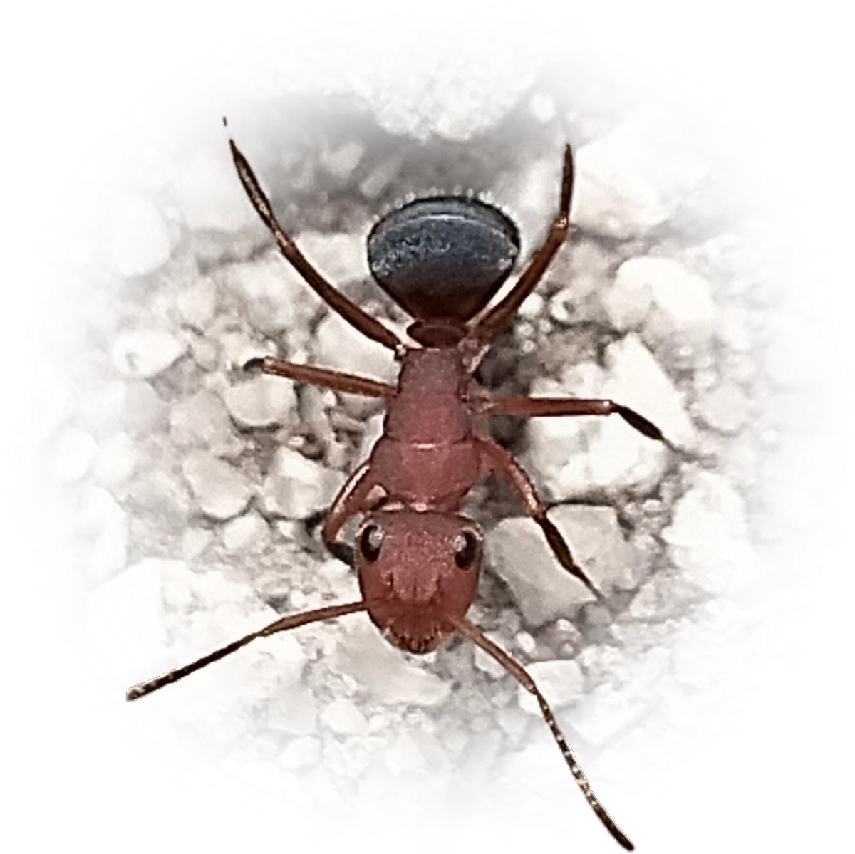 Scientific illustration of Camponotus rectangularis ant - showing key identification features including head, thorax, and gaster.