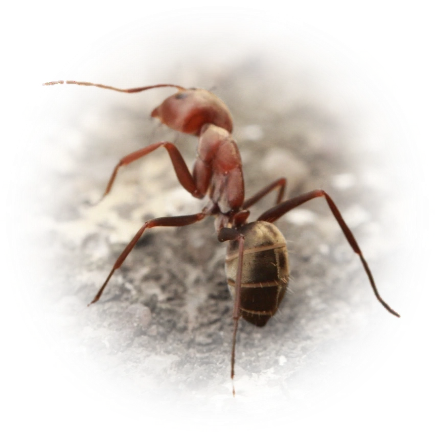 Scientific illustration of Camponotus rufoglaucus (Velvet Sugar Ant) - showing key identification features including head, thorax, and gaster.