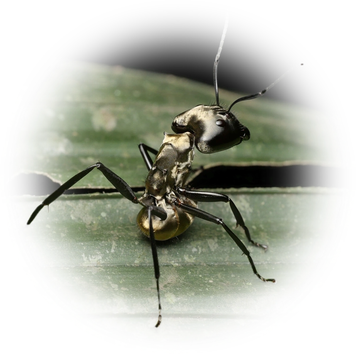 Scientific illustration of Camponotus sericeiventris (Shimmering Golden Sugar ant) - showing key identification features including head, thorax, and gaster.