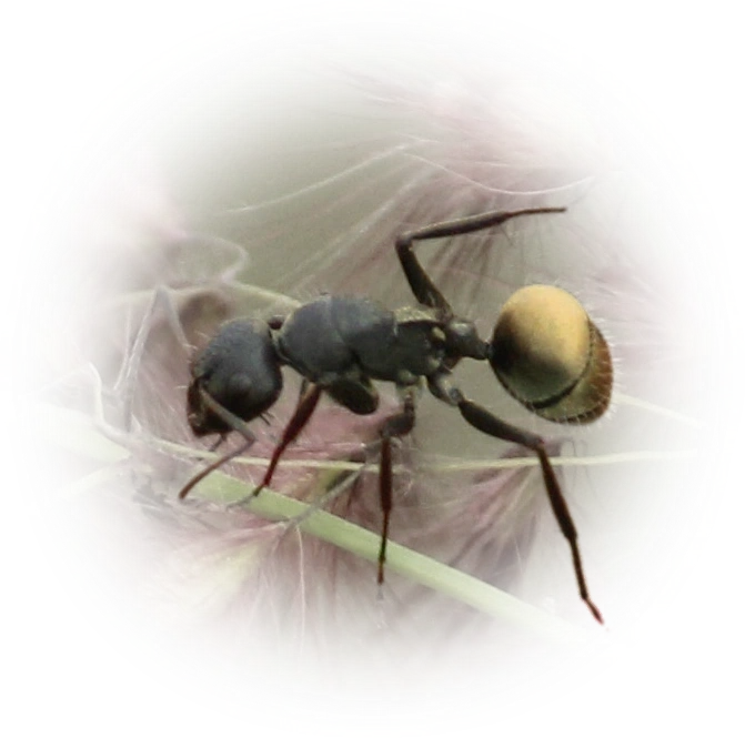 Scientific illustration of Camponotus sericeus (Silky Sugar ant) - showing key identification features including head, thorax, and gaster.