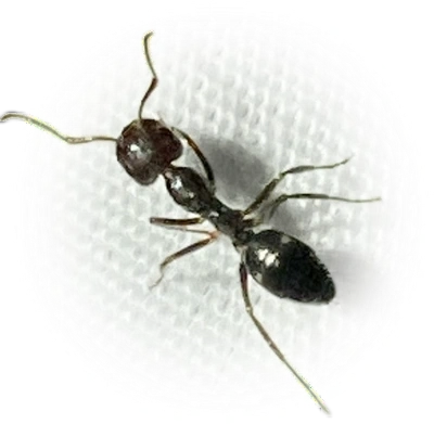 Scientific illustration of Camponotus sexguttatus (Six-spotted Carpenter Ant) - showing key identification features including head, thorax, and gaster.