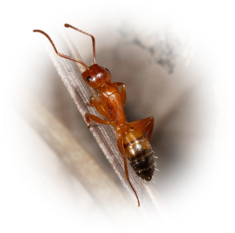 Scientific illustration of Camponotus snellingi (Snelling's Carpenter Ant) - showing key identification features including head, thorax, and gaster.