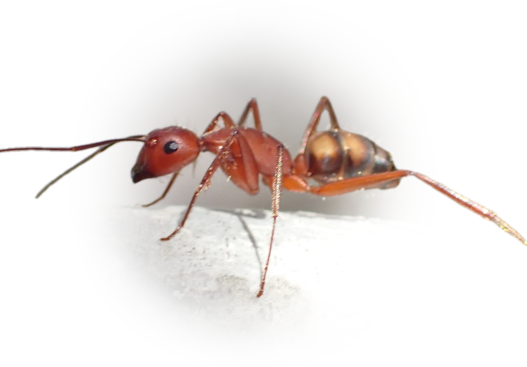 Scientific illustration of Camponotus socius (Sandhill Carpenter ant) - showing key identification features including head, thorax, and gaster.