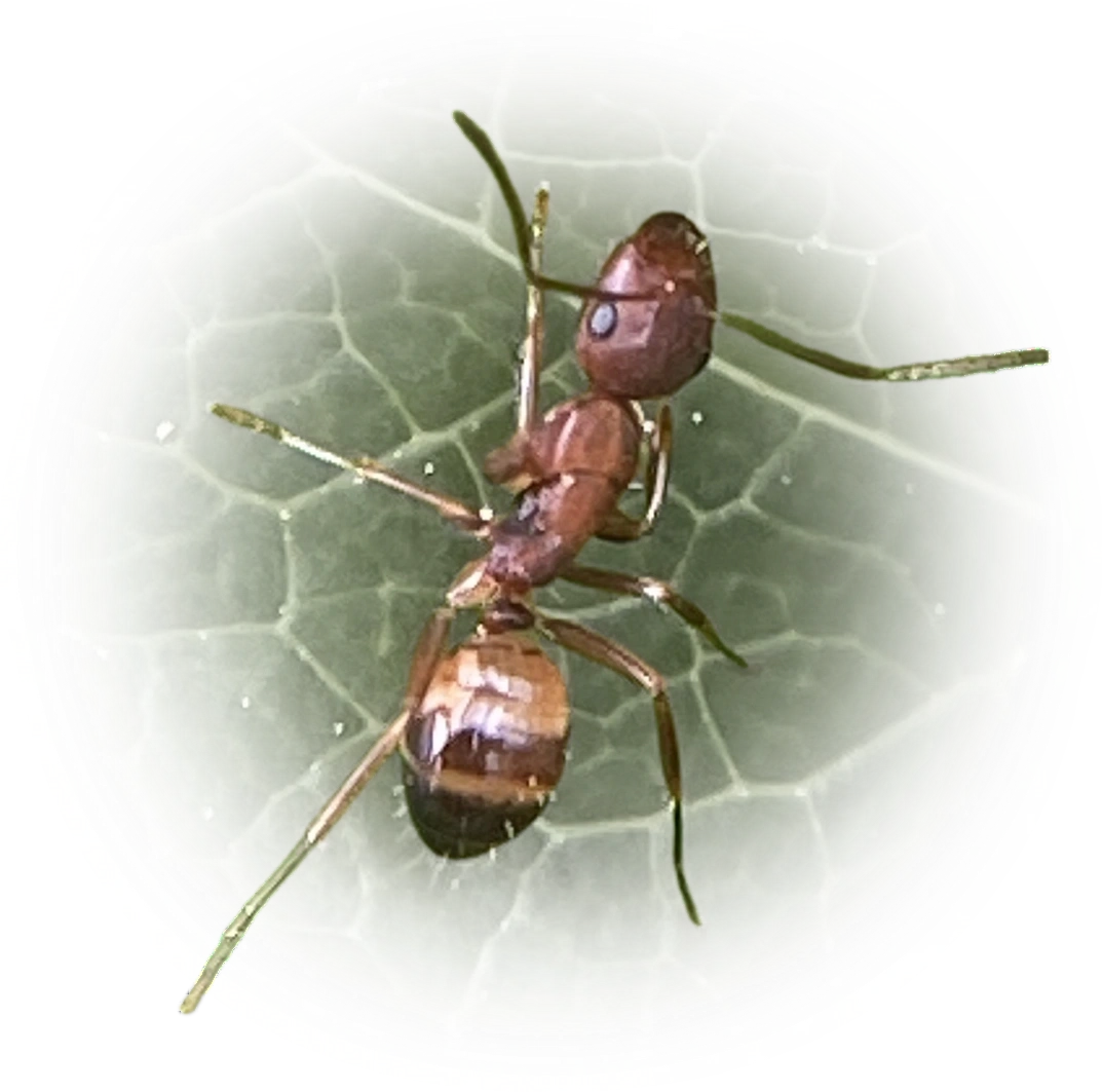 Scientific illustration of Camponotus subbarbatus (Bearded Carpenter ant) - showing key identification features including head, thorax, and gaster.