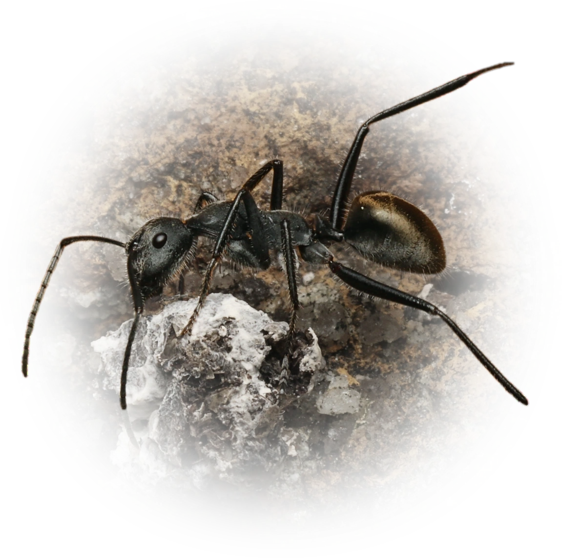 Scientific illustration of Camponotus suffusus ant - showing key identification features including head, thorax, and gaster.