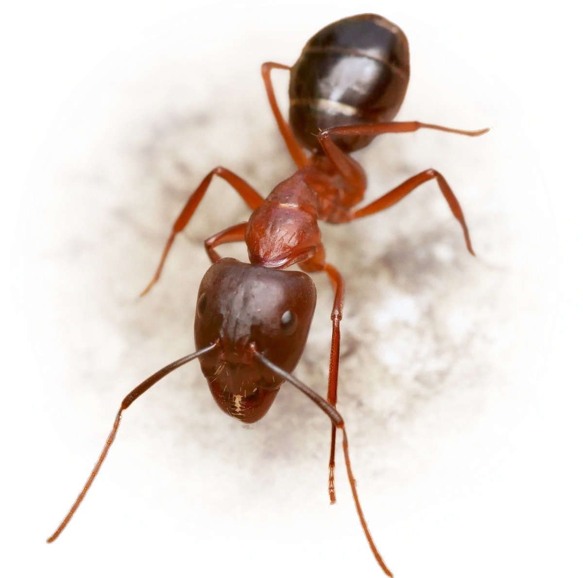 Scientific illustration of Camponotus sylvaticus ant - showing key identification features including head, thorax, and gaster.