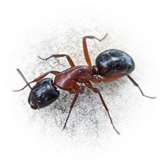 Scientific illustration of Camponotus texanus (Texas Carpenter Ant) - showing key identification features including head, thorax, and gaster.