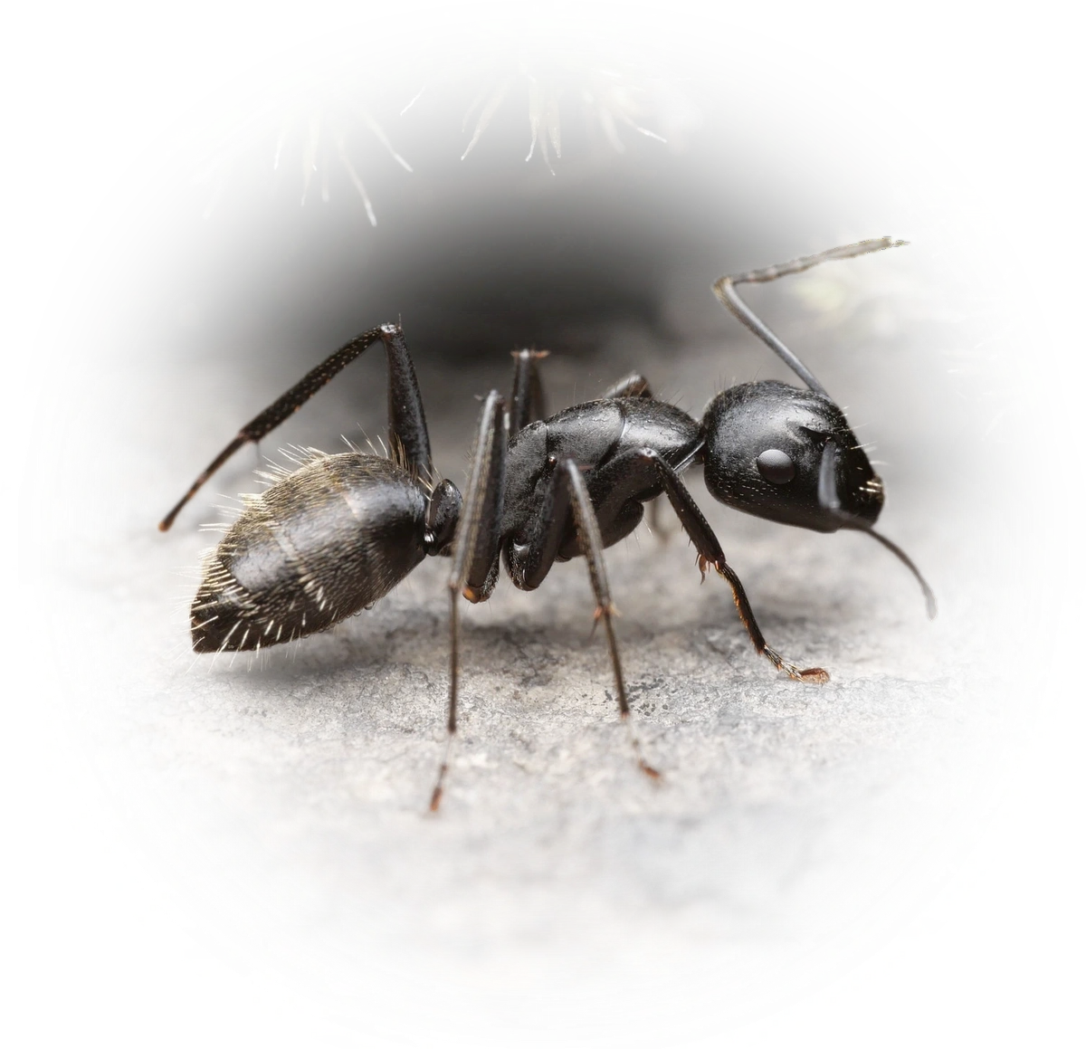 Scientific illustration of Camponotus vagus (Hairy Carpenter Ant) - showing key identification features including head, thorax, and gaster.