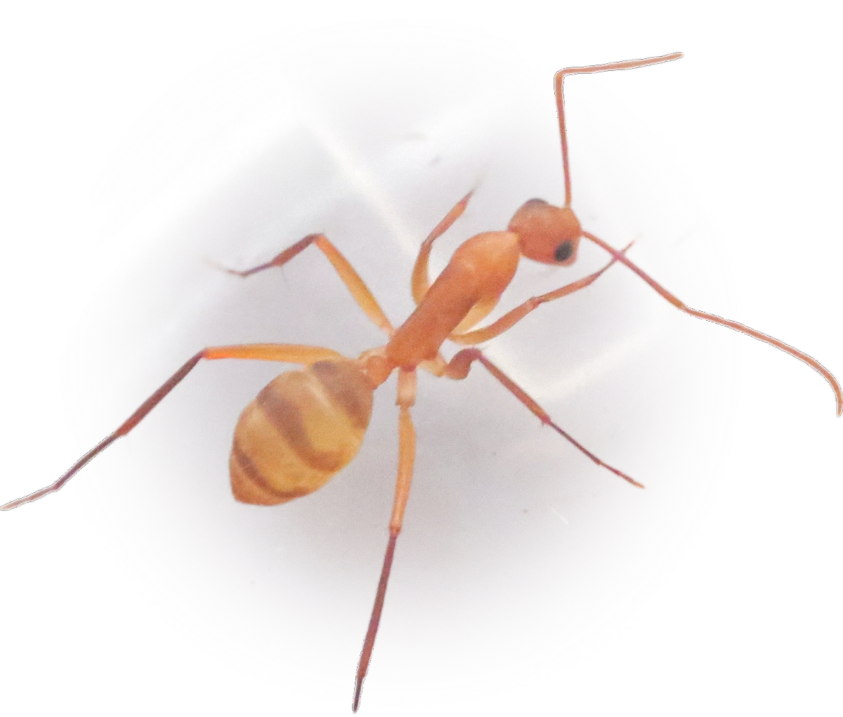 Scientific illustration of Camponotus variegatus (Hawaiian Carpenter Ant) - showing key identification features including head, thorax, and gaster.
