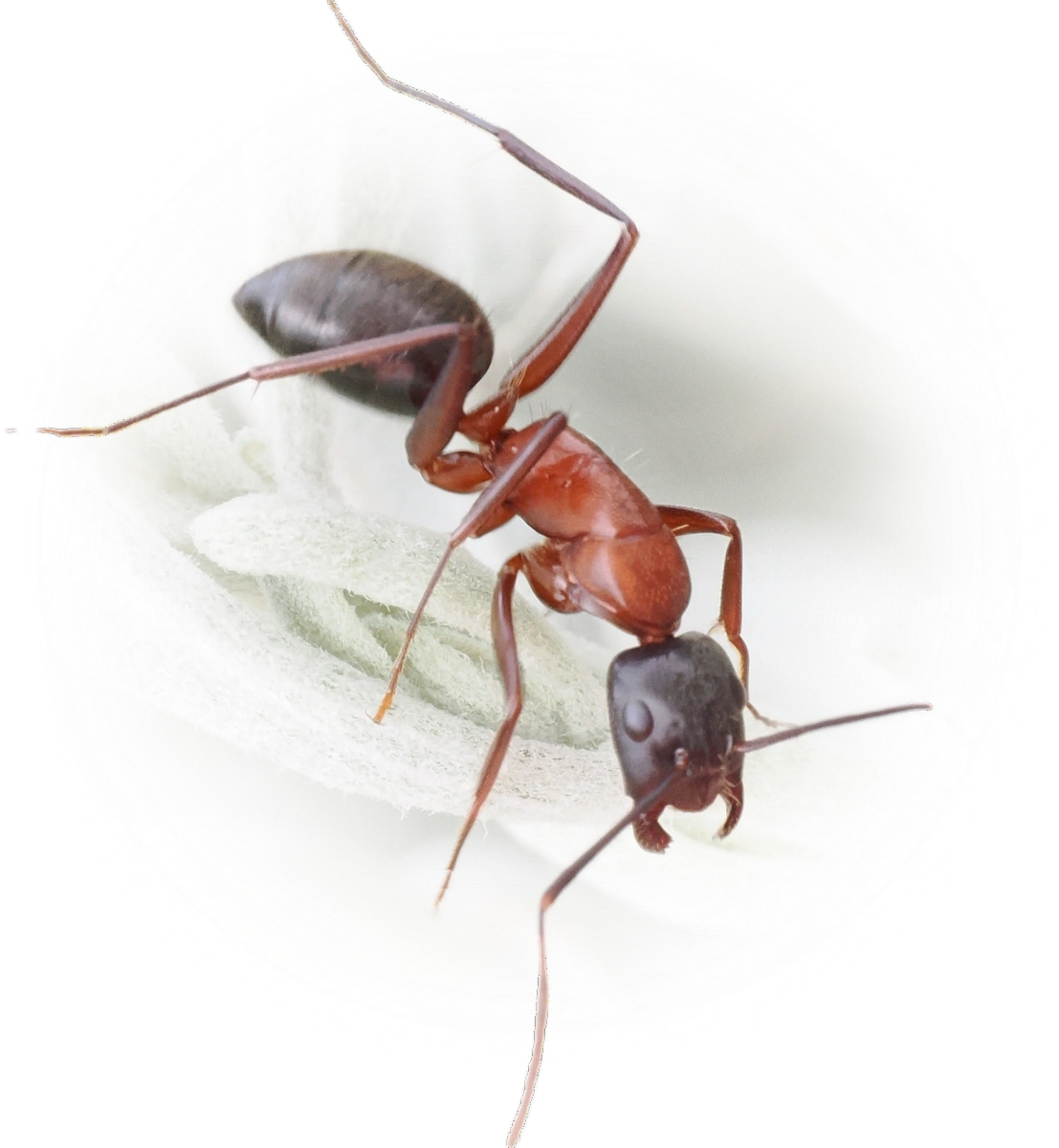 Scientific illustration of Camponotus vicinus (Bicolored Carpenter Ant) - showing key identification features including head, thorax, and gaster.