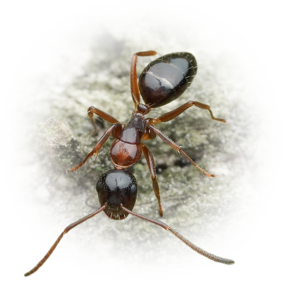 Scientific illustration of Camponotus vitiosus ant - showing key identification features including head, thorax, and gaster.