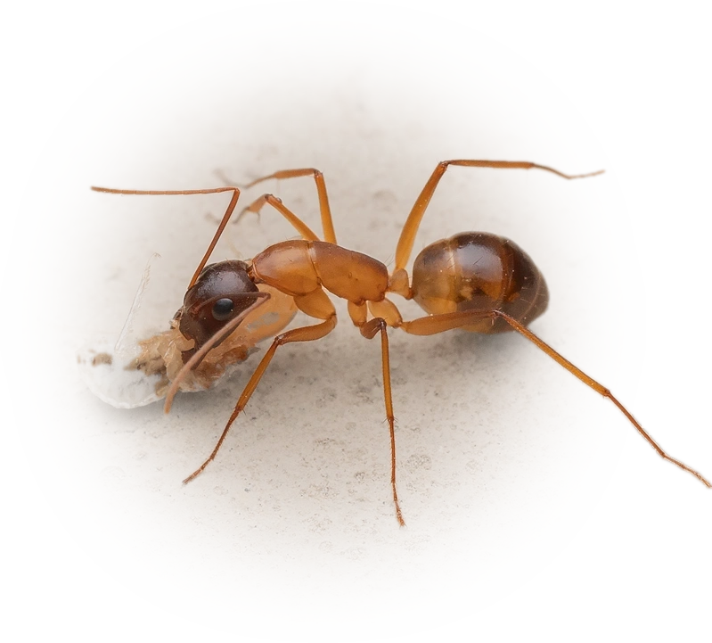 Scientific illustration of Camponotus xerxes ant - showing key identification features including head, thorax, and gaster.