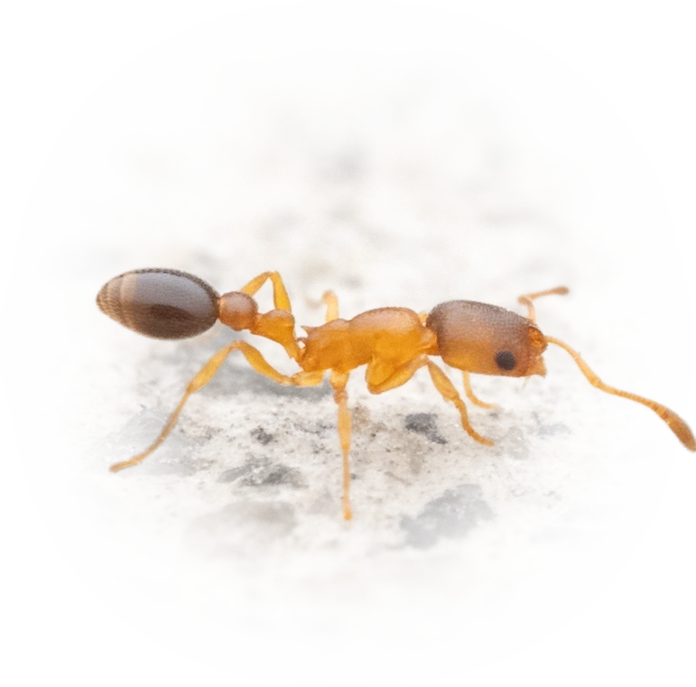 Scientific illustration of Cardiocondyla emeryi (Emery's Sneaking Ant) - showing key identification features including head, thorax, and gaster.