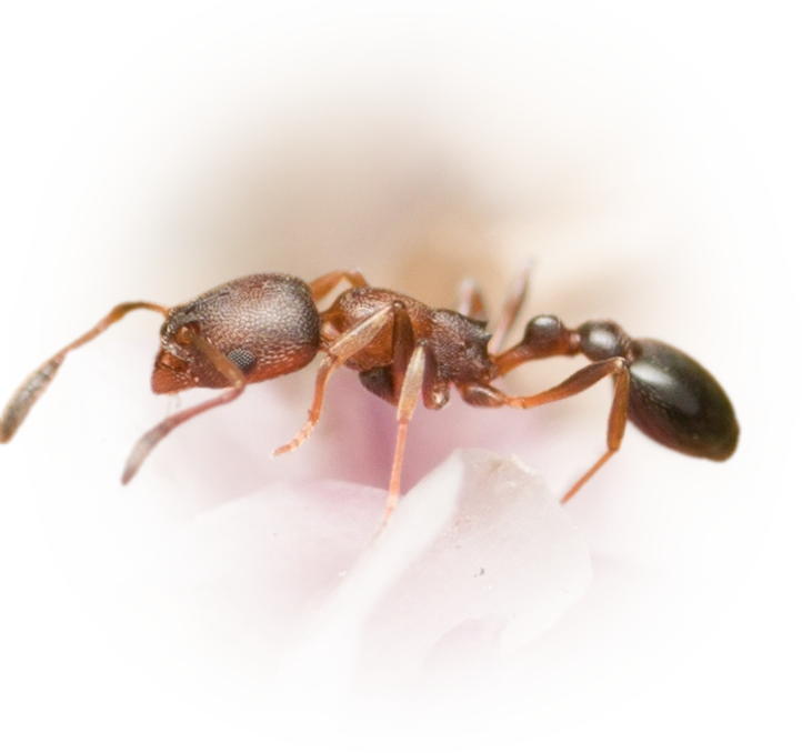 Scientific illustration of Cardiocondyla mauritanica (Moorish Sneaking Ant) - showing key identification features including head, thorax, and gaster.