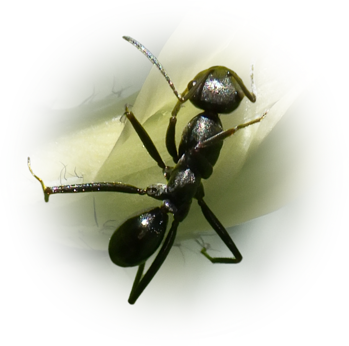 Scientific illustration of Cataglyphis aenescens ant - showing key identification features including head, thorax, and gaster.