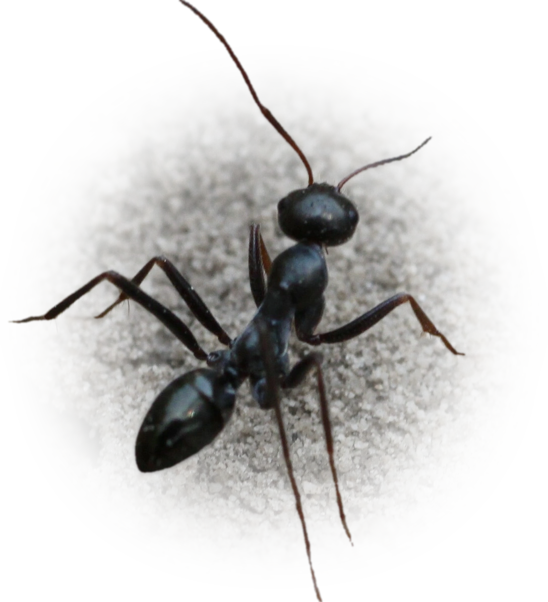 Scientific illustration of Cataglyphis cursor ant - showing key identification features including head, thorax, and gaster.