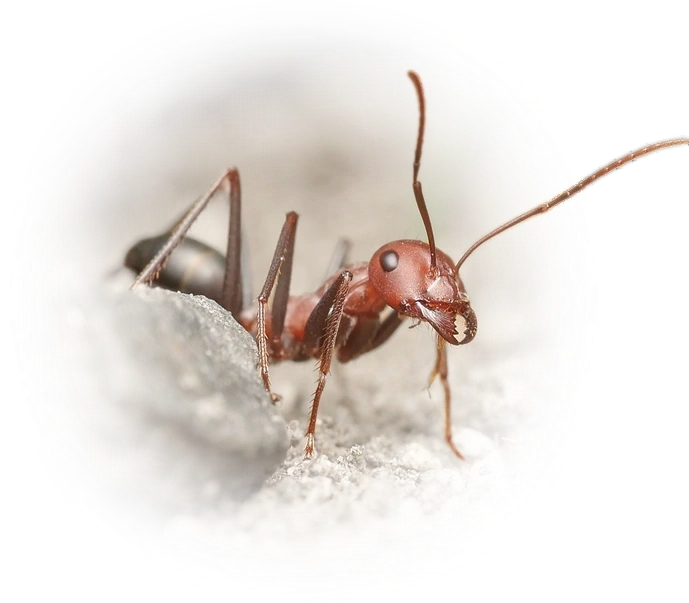 Scientific illustration of Cataglyphis nodus (Nodal Desert Ant) - showing key identification features including head, thorax, and gaster.