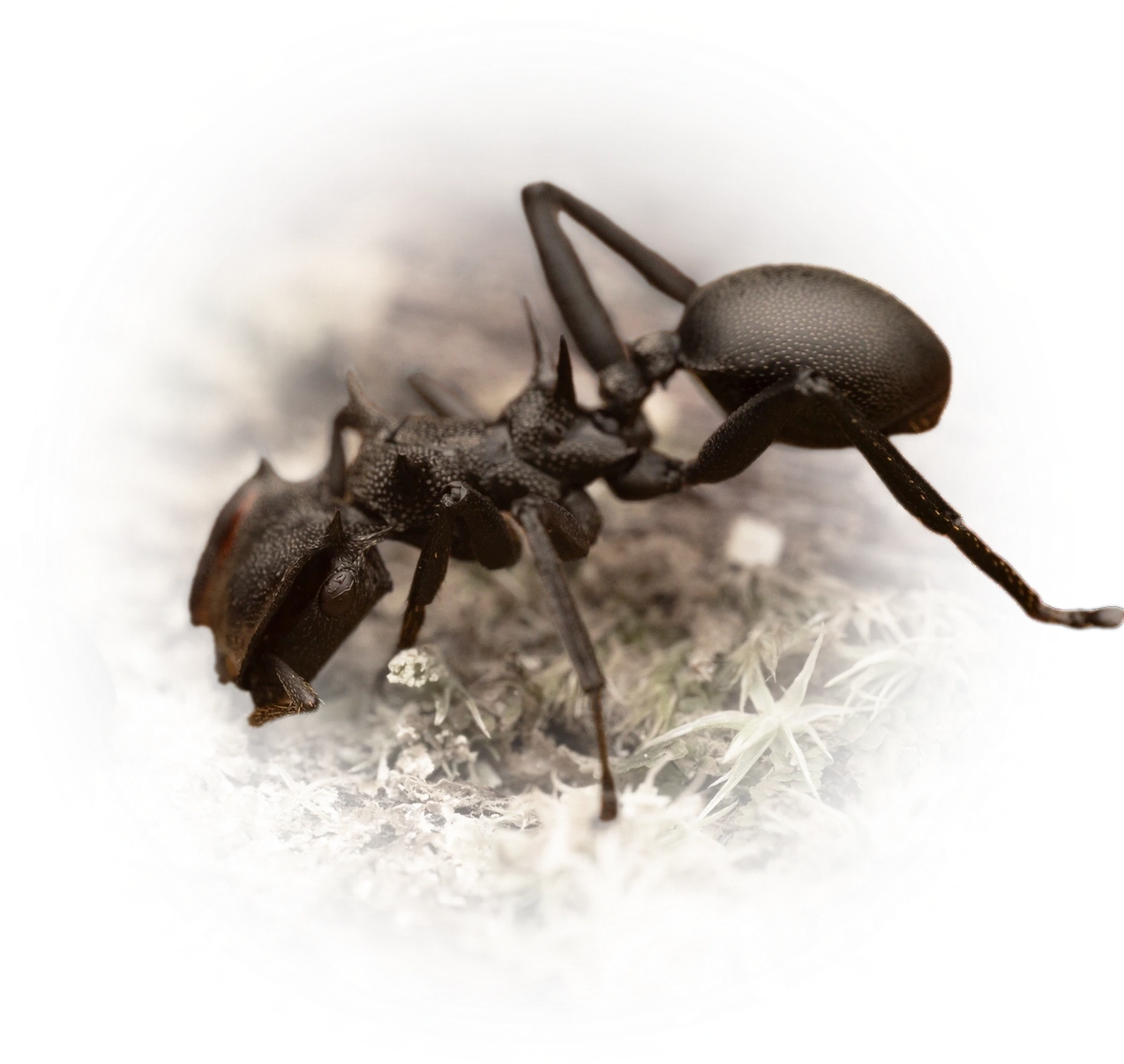 Scientific illustration of Cephalotes atratus (Common Giant Turtle Ant) - showing key identification features including head, thorax, and gaster.