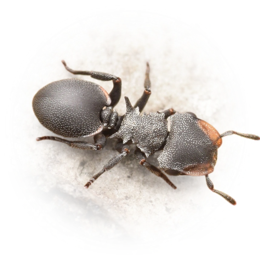 Scientific illustration of Cephalotes pusillus ant - showing key identification features including head, thorax, and gaster.