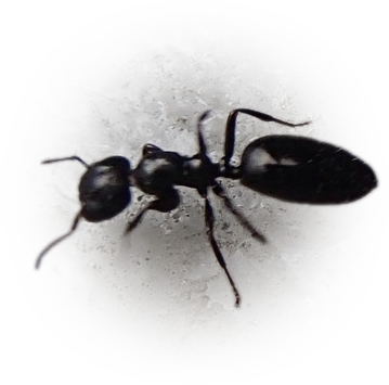 Scientific illustration of Colobopsis gasseri ant - showing key identification features including head, thorax, and gaster.
