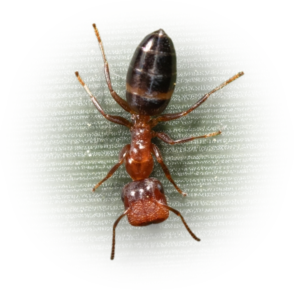 Scientific illustration of Colobopsis impressa (Common Gate-keeper Ant) - showing key identification features including head, thorax, and gaster.
