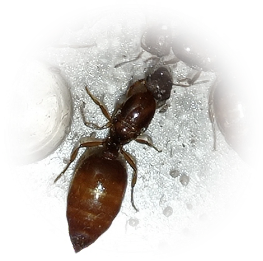 Scientific illustration of Crematogaster abstinens ant - showing key identification features including head, thorax, and gaster.