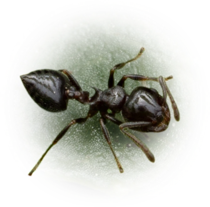 Scientific illustration of Crematogaster ashmeadi (Ashmead's Acrobat Ant) - showing key identification features including head, thorax, and gaster.