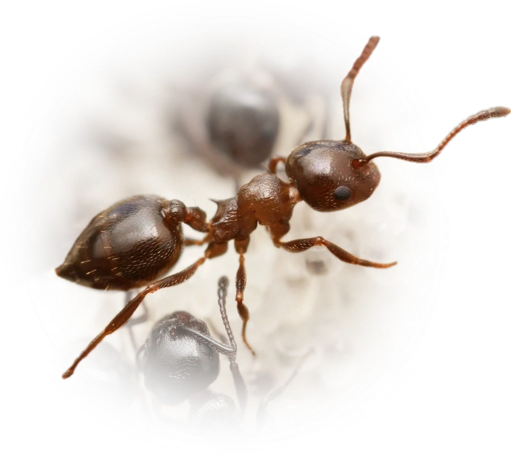 Scientific illustration of Crematogaster auberti ant - showing key identification features including head, thorax, and gaster.