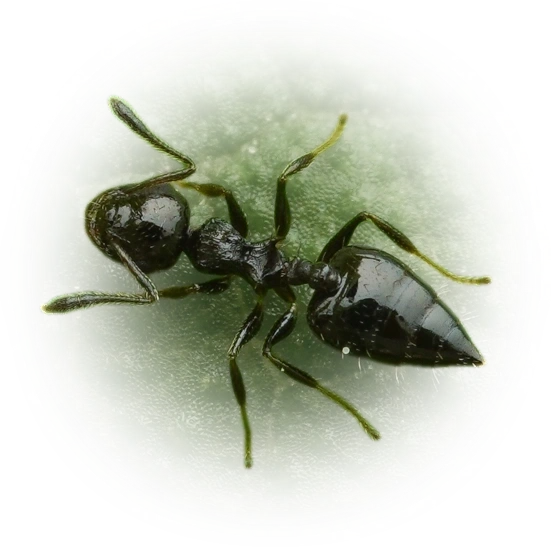 Scientific illustration of Crematogaster carinata ant - showing key identification features including head, thorax, and gaster.