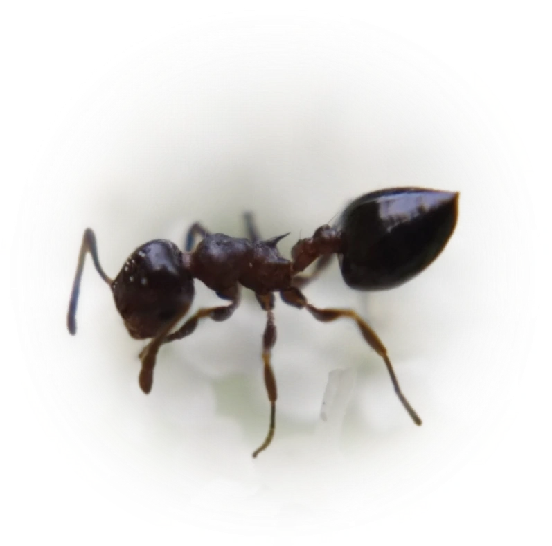 Scientific illustration of Crematogaster cerasi (Cherry Acrobat Ant) - showing key identification features including head, thorax, and gaster.