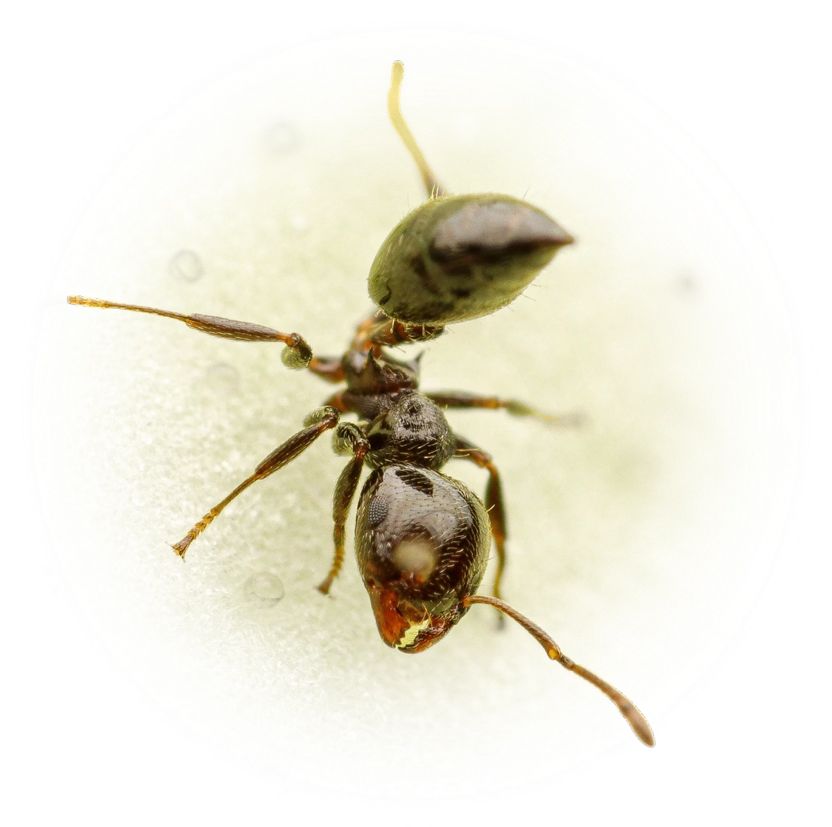 Scientific illustration of Crematogaster crinosa ant - showing key identification features including head, thorax, and gaster.