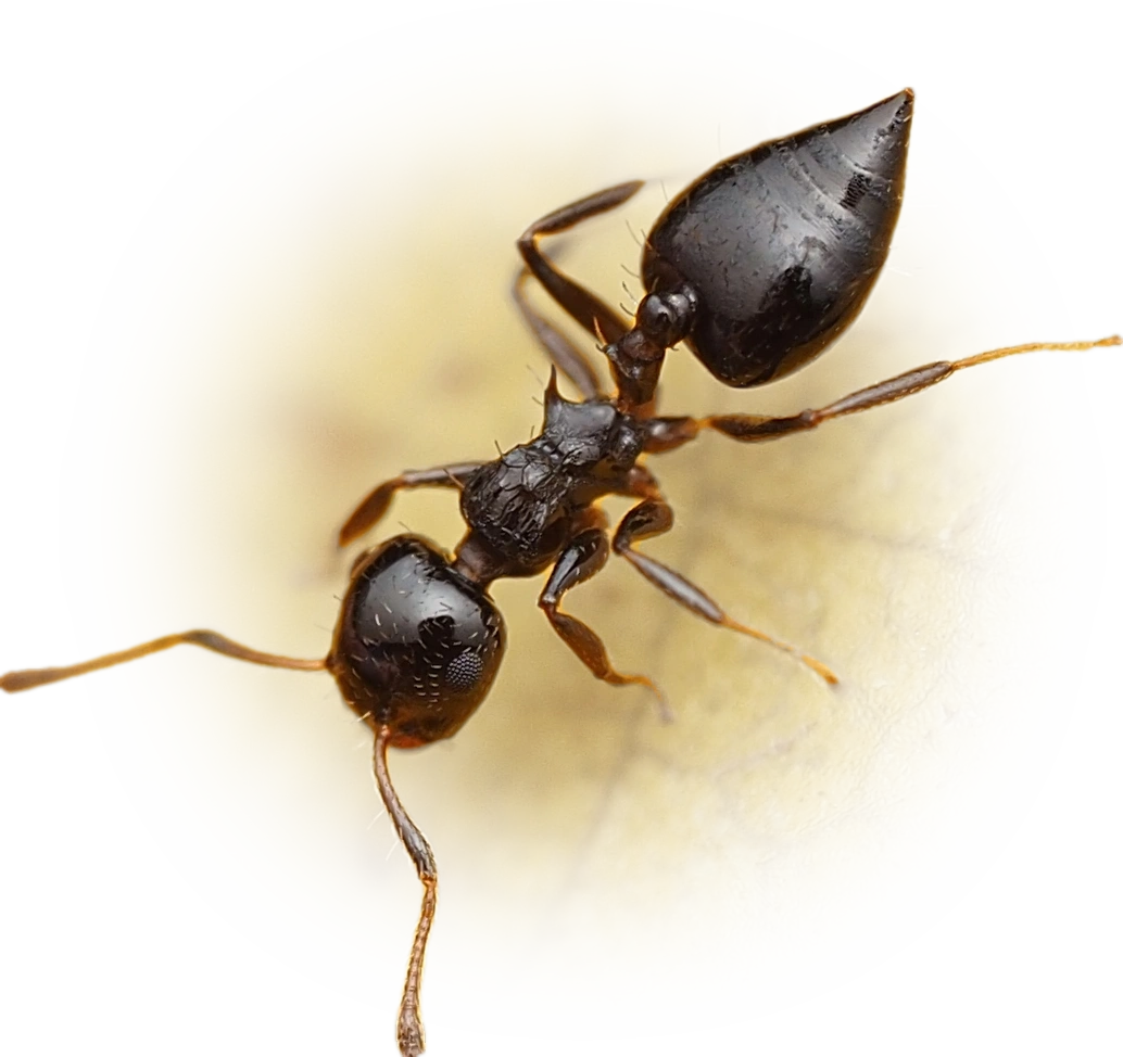 Scientific illustration of Crematogaster curvispinosa ant - showing key identification features including head, thorax, and gaster.