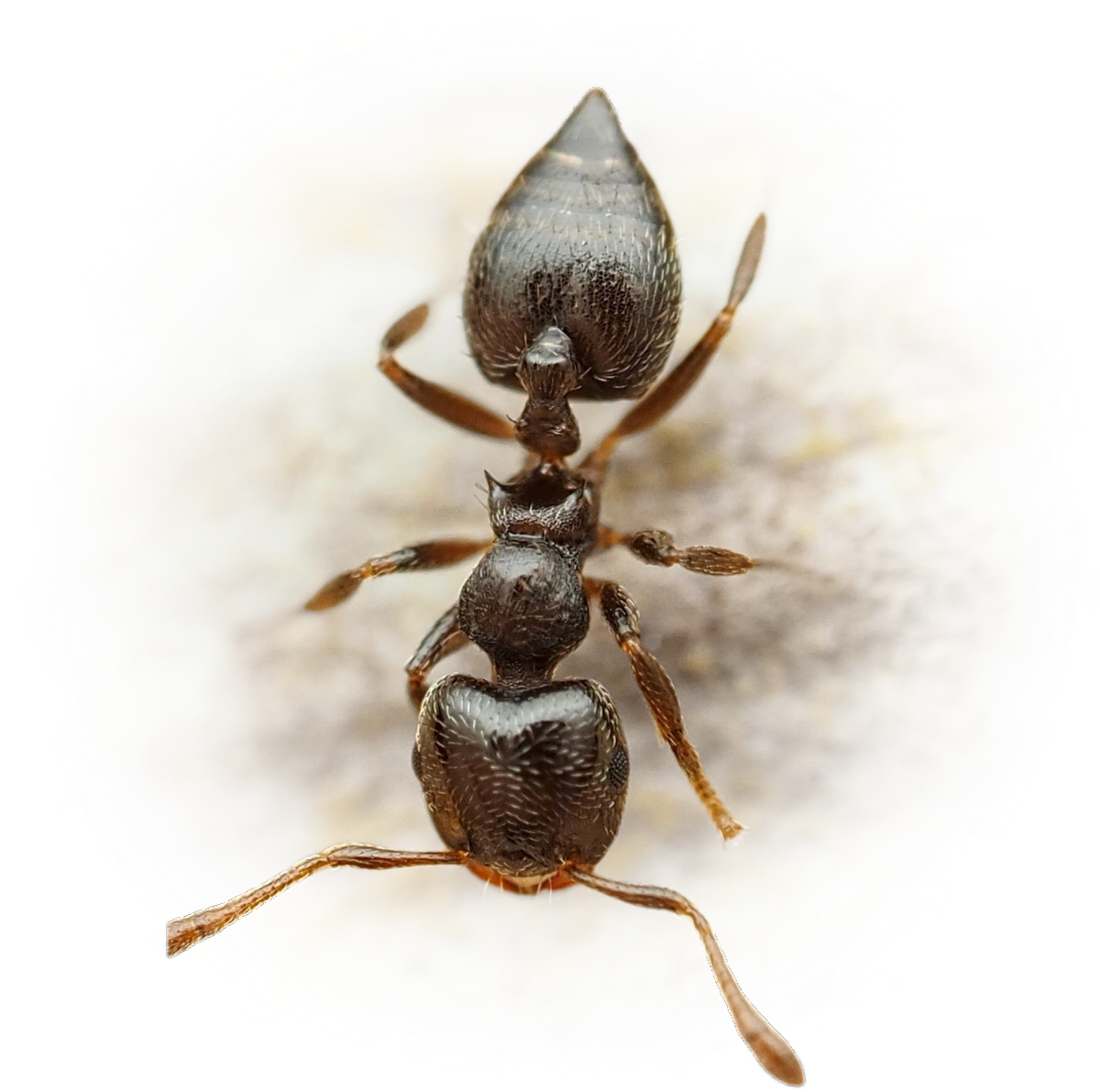 Scientific illustration of Crematogaster erecta ant - showing key identification features including head, thorax, and gaster.