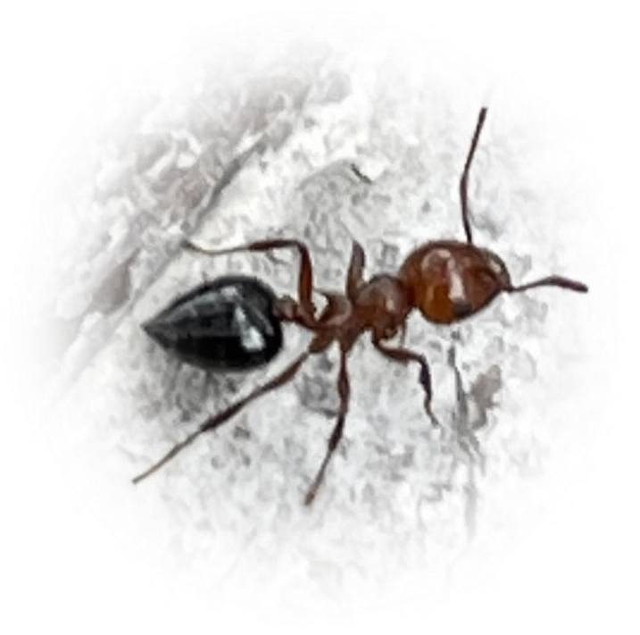 Scientific illustration of Crematogaster laeviuscula (Shiny Acrobat Ant) - showing key identification features including head, thorax, and gaster.