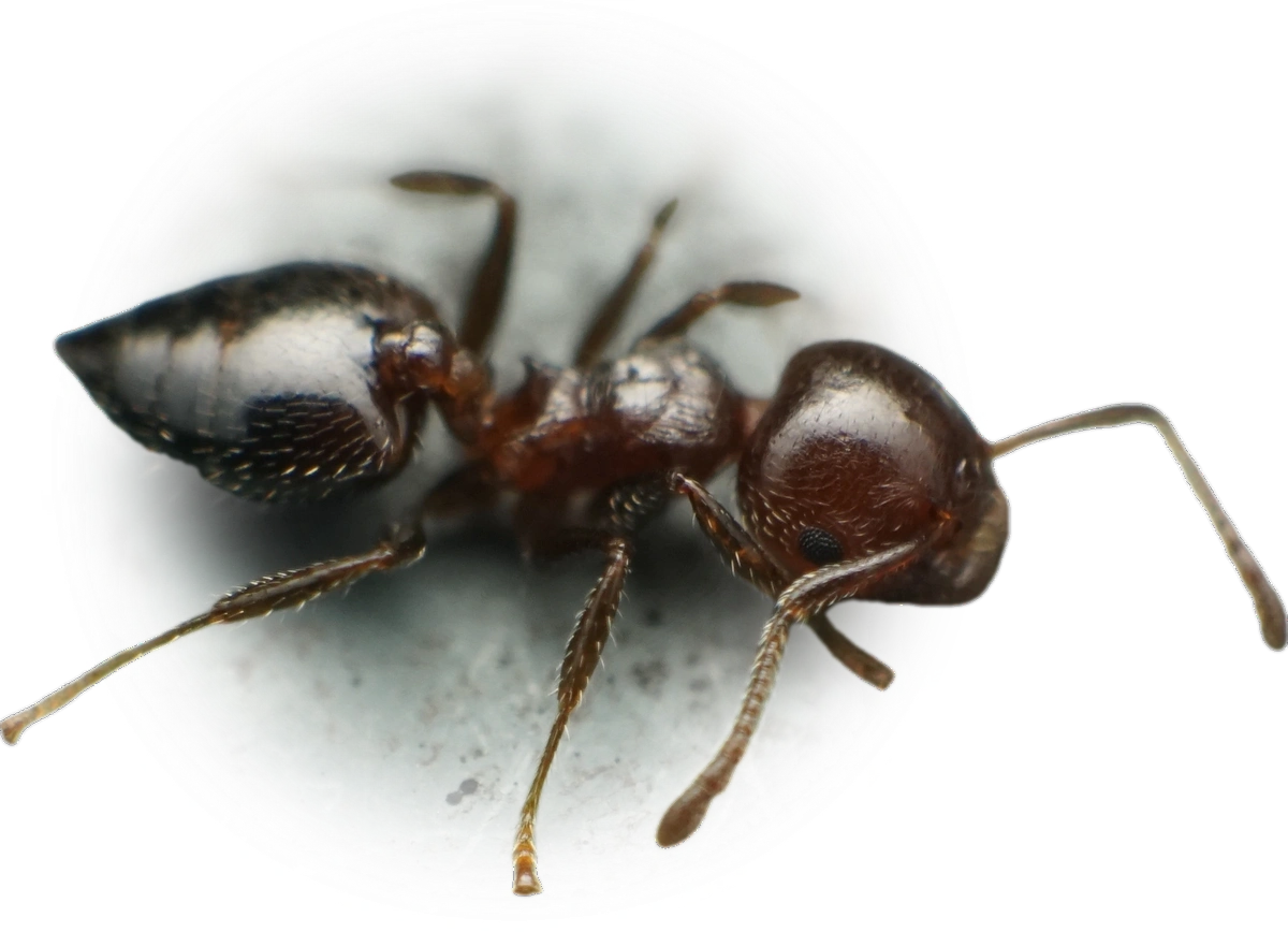 Scientific illustration of Crematogaster matsumurai ant - showing key identification features including head, thorax, and gaster.