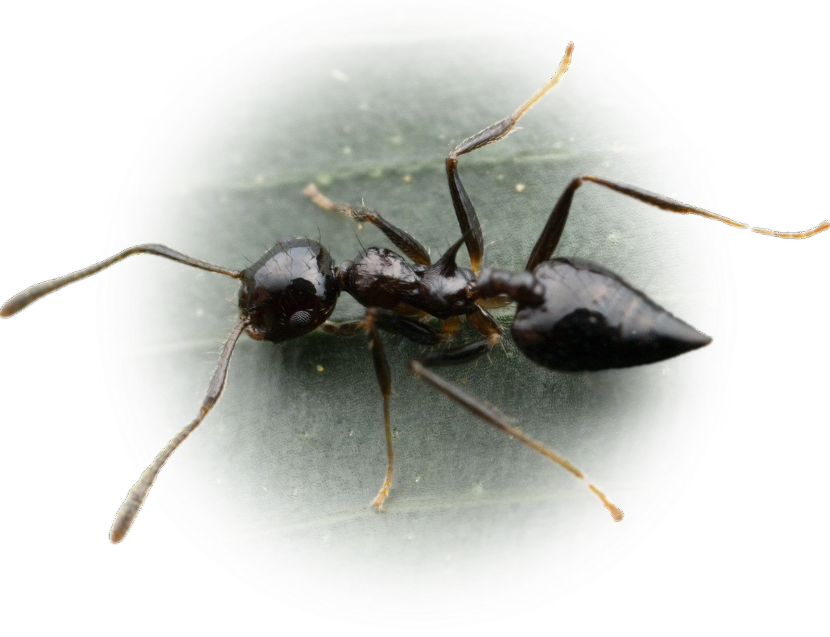 Scientific illustration of Crematogaster nigropilosa ant - showing key identification features including head, thorax, and gaster.