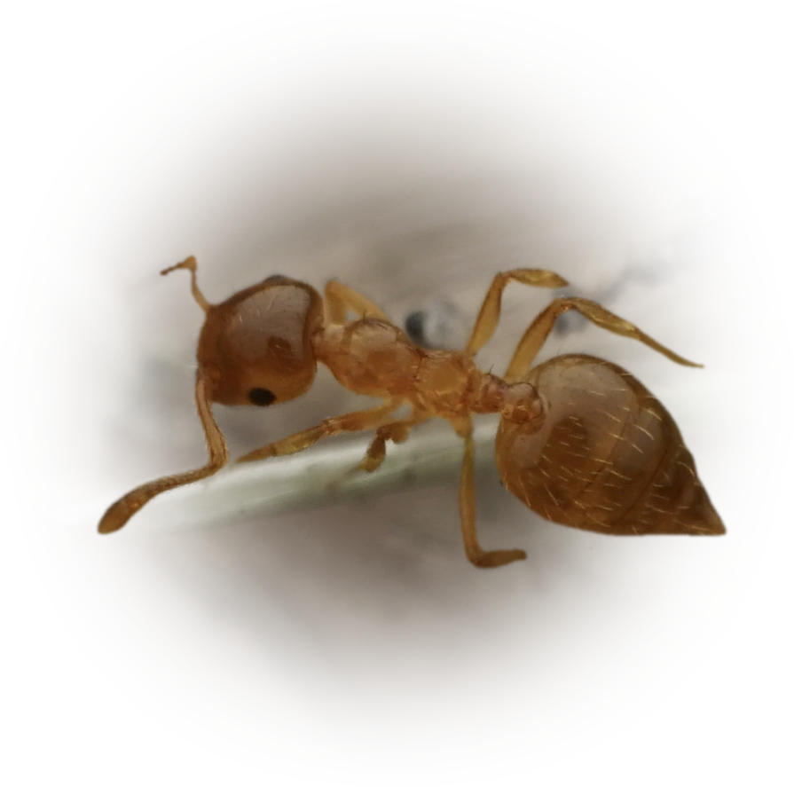 Scientific illustration of Crematogaster osakensis ant - showing key identification features including head, thorax, and gaster.