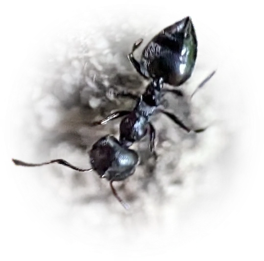 Scientific illustration of Crematogaster peringueyi (Black Cocktail Ant) - showing key identification features including head, thorax, and gaster.