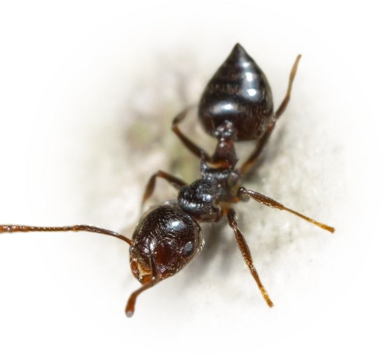 Scientific illustration of Crematogaster pilosa (Hairy-headed Acrobat Ant) - showing key identification features including head, thorax, and gaster.