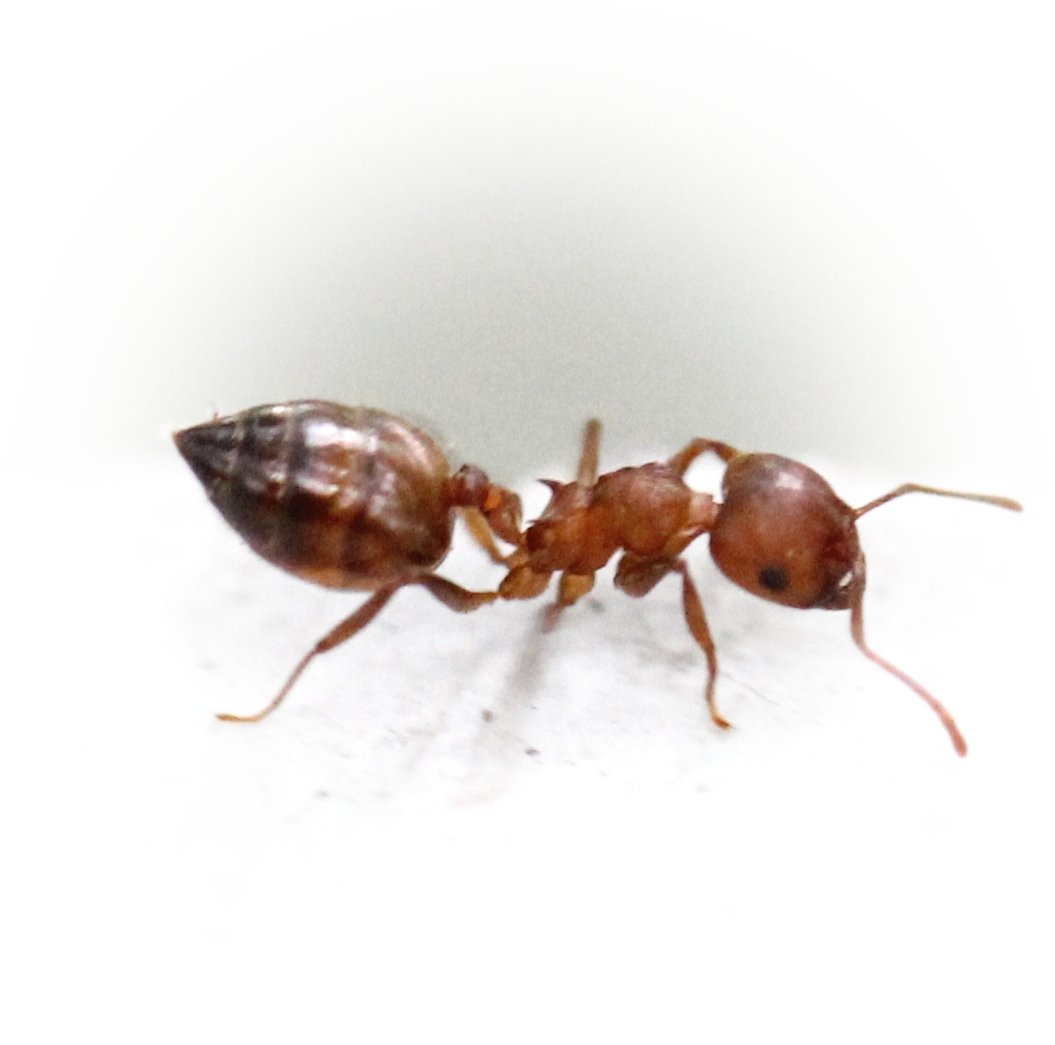 Scientific illustration of Crematogaster rogenhoferi ant - showing key identification features including head, thorax, and gaster.