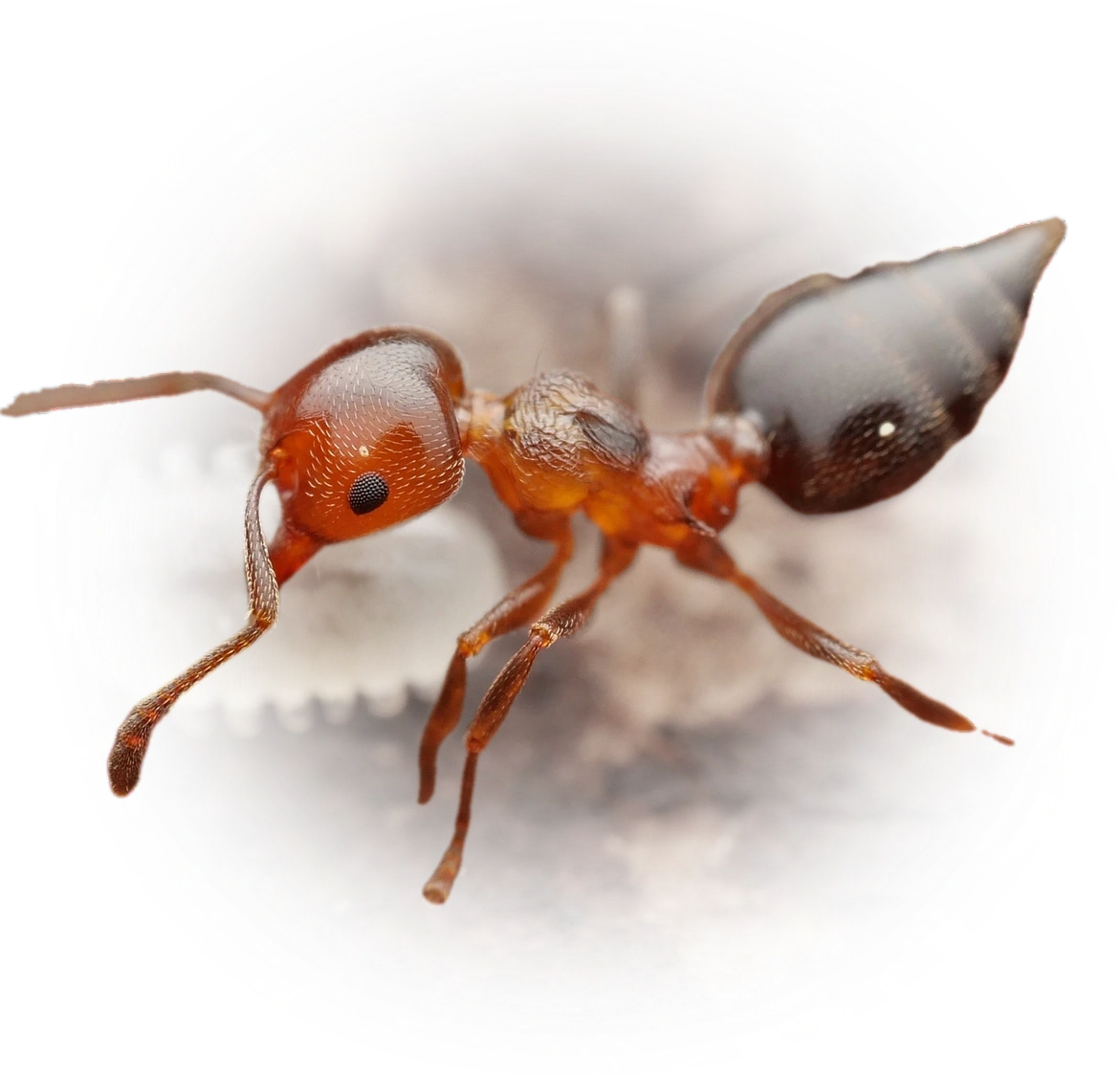 Scientific illustration of Crematogaster schmidti (Schmidt's Cocktail Ant) - showing key identification features including head, thorax, and gaster.